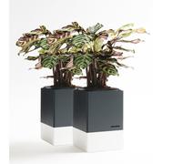 Duo de pot à auto-arrosage et son terreau spécifique