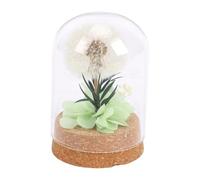 Duokon Décoration de Pissenlit Préservée, Dôme en Verre de 6 Cm, sans | Base en Bois Synthétique, Décor de Table, Table de Nuit, étagère de Bureau, Affichage Stable, Pas de Lumière du Soleil