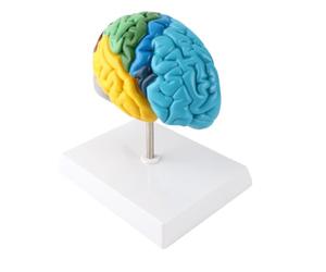 Duokon Modèle de Cerveau Humain, Anatomie de L'hémisphère Droit à Code | Construction en PVC, Anatomie à Code Couleur, Psychologie du Lycée, Outil Pédagogique des Neurosciences, étude Pratique