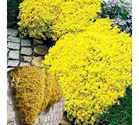 Durables à l'hiver, plusieurs couleurs thym, faciles à entretenir, merveilles couvre-sol aromatiques pour jardin et balcon (jaune)