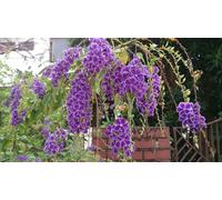 Duranta erecta Geisha Girl 100-150 cm, Fleur céleste parfumée, baie de pigeon, arbuste d'ornement à fleurs lilas, plante en bac décorative