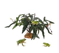 Duroecsain Plantes artificielles pour reptiles - Décoration botanique artificielle réaliste pour dragon barbu - Pour terrarium aquatique Tortue Betta Gecko Léopard Environnement amphibie