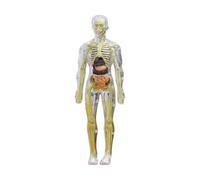 DuskHaven Ensemble de Puzzles pour Enfants : Figurine Anatomique Du Torse Humain, Modèle D’organe, Squelette à Monter Soi-même pour L’apprentissage et Les Activ, Transparent