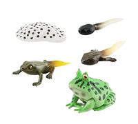 DuskHaven Grenouilles Cycle de Vie Modèle Animaux Cycle de Vie Cognitif Figurines Animales Jouet pour Projet, Style b