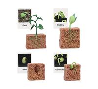 DuskHaven Jouets sur Le Cycle de Vie, Matériel Pédagogique de Biologie, Figurines Représentant Le Cycle de Croissance des Animaux pour Enfants, Décoration de, Croissance des Plantes
