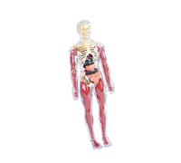 DuskHaven Kit Scientifique de 19 Pièces Comprenant Un Modèle Transparent Du Corps Humain et Un Squelette Détaillé D'une Structure, Idéal pour, Style A