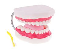 DuskHaven Modèle de Bouche Humaine, Kit de Soins Buccaux Comprenant Dents et Langue, Outil Pédagogique En PVC pour Illustrer Les Soins Dentaires et Enseigner La