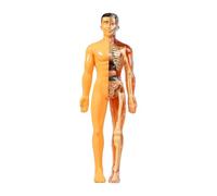 DuskHaven Modèle Du Corps Humain Les Kits de Sciences de La Biologie Humaine Affichent Une Aide à L'enseignement de L'enseignement Démonstration pour L'étude To, Translucide