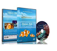 DVD Poissons Tropicaux - Poissons-clown de l'océan tropical
