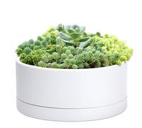 D'vine Dev Pot de Fleurs Rond en Plastique Peu Profond de 25,4 cm avec Trou de Drainage et Sauce - Pot de bonsaï décoratif pour Plantes d'intérieur - Blanc - 76-A-M-1