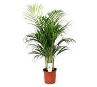 Dypsis Lutescens - Areca Palmier D'or - Pot 21cm - Hauteur 100-120cm