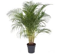 Dypsis Lutescens - Areca Palmier D'or XXL - Pot 27cm - Hauteur 140-150cm