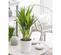 Dypsis Lutescens Areca Palmier Tropical Plante d’Intérieur | Pot de 13 cm