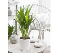 Dypsis Lutescens Areca Palmier Tropical Plante d’Intérieur Pot de 13 cm