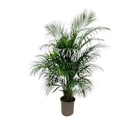 Dypsis Lutescens (Palmier Areca) - 125-140cm - Ø21-24cm - Plante d'intérieur - Vert persistant