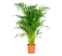Dypsis Lutescens - Palmier Dorés - Plante d'intérieur - Entretien facile - D21 cm - H100-110 cm