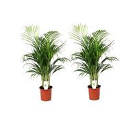 Dypsis Lutescens - Set de 2 - Palmier - Pot 21cm - Hauteur 100-120cm