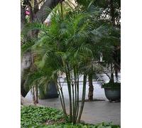 Dypsis palmier multipliant 25 l -200 cm