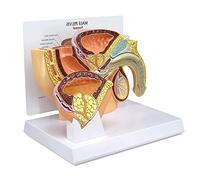 DYTAH Mâle Pelvis W / 3D Modèle De Prostate Mâle Pelvis Humain Sagittal Mi - Longueur Mâle Pelvis W/Reproduction De L'hyperplasie Bénigne De La Prostate pour Outils Éducatifs