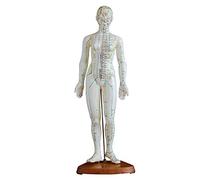 DYTAH Mannequin Femme 45 Cm Mannequin Méridien Mannequin Acupuncture