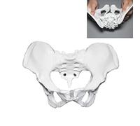 DYTAH Réhabilitation Pelvic Teaching Aid Model Professional Model Femme Pelvis Femme, Pubic Mobile pour Séparer Les Articulations Post-Partum Modèles De Squelette Humain Médical