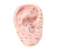 Eacam Modèle de Massage des Oreilles avec Points D'acupuncture, avec Points D'acupuncture pour étudier le Méridien, Guide de Réplique, Modèle D'anatomie L'oreille