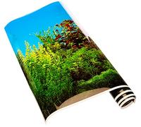 Ebi Beauté/Mer Poster Fond de Aquarium pour Aquariophilie 80 x 40 cm