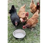 Écailles de Coquilles d’Huîtres - Aliment Minéral pour Volailles - Source de Calcium Naturel - Poules, Cailles, Pintades -Fabriqué et conditionné en France (9,5 kg)