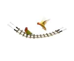 Échelle De Cage À Oiseaux,Avec Crochets Escalade De Perroquet | Jouet Escalade Oiseaux, Nymphes, Hamsters, Furets, Conours, Écureuils, Pinsons, Lémurien À Sucre Volant, Petits Noms
