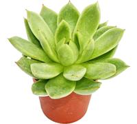 Echeveria agavoides - petite plante en pot de 5.5cm