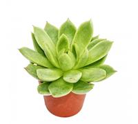 Echeveria agavoides - petite plante en pot de 5.5cm