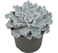 Echeveria "Crispy Beauty" - Succulente facile d'entretien - pot 12cm