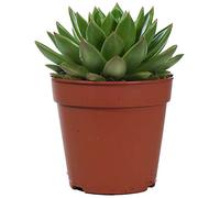 Echeveria Miranda Plante en pot d'intérieur à feuilles persistantes de qualité pour la maison ou le bureau