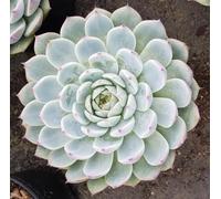 Echeveria pringlei var. Parva/Conteneur de 2 à 2.9 litres/Succulente d'intérieur et d'extérieur