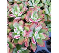 Echeveria pulvinata DEVOTION 'BCEC12001' / Conteneur de 2 à 2.9 litres/Succulente