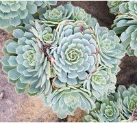 Echeveria pumila x glauca/Conteneur de 2 à 2.9 litres/Succulente d'intérieur et d'extérieur