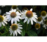 Echinacea blanc - Echinacée - vivace