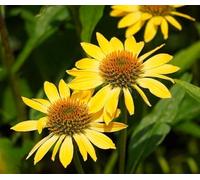 Echinacea Mellow Yellow - Echinacée Jaune - vivace