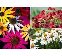Echinacea Mix (Variétés mélangées) - Echinacée