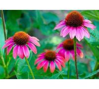 Echinacea Primadonna - Echinacée - vivace