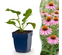 Echinacea purp. Magnus - Échinacée pourpre - Plantes attirant les abeilles et les papillons - Rose - 6 plants - 15-25cm - Ø11cm - Plante de jardin