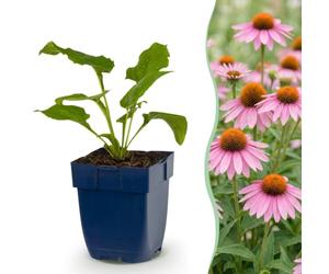 Echinacea purp. Magnus - Échinacée pourpre - Plantes attirant les abeilles et les papillons - Rose - 6 plants - 15-25cm - Ø11cm - Plante de jardin