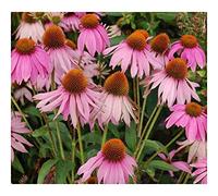 Echinacea purpurea - Echinacée pourpre - Rudbeckie pourpre - 30 graines