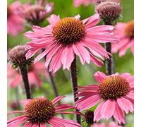Echinacea SunSeekers Pink - Rudbeckia | Plantes vivaces d'extérieur prêtes pour le jardin