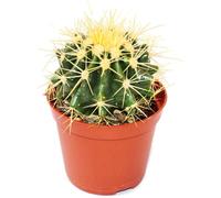Echinocactus grusonii - belle-mère - en pot de 8.5cm