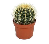 Echinocactus grusonii Chaise belle-mère dans un pot de 12 cm