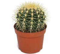 Echinocactus grusonii - chaise de belle-mère - dans un pot de 12 cm
