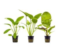 Echinodorus Lot de 3 plantes vertes à feuilles large hauteur moyenne pour aquarium d'eau douce résistant et facile à cultiver adaptées aux débutants