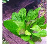 ECHINODORUS PARVIFLORUS 'Tropica' - Plante Vivante pour Aquarium