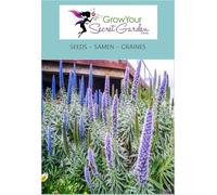 Echium fastuosum (candicans) - Vipérine de Madère - vivace